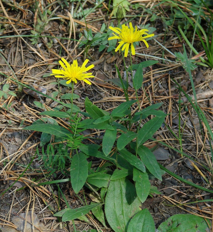 Изображение особи род Hieracium.