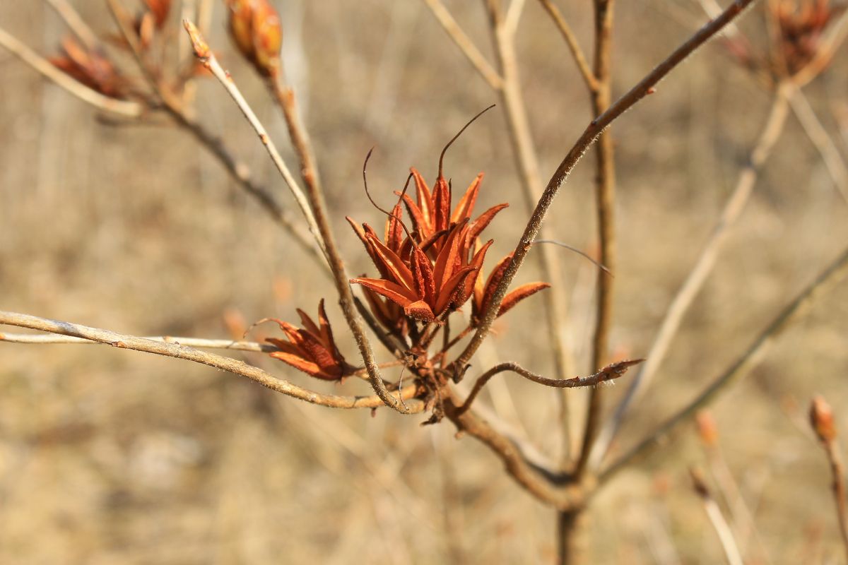 Image of Rhododendron luteum specimen.