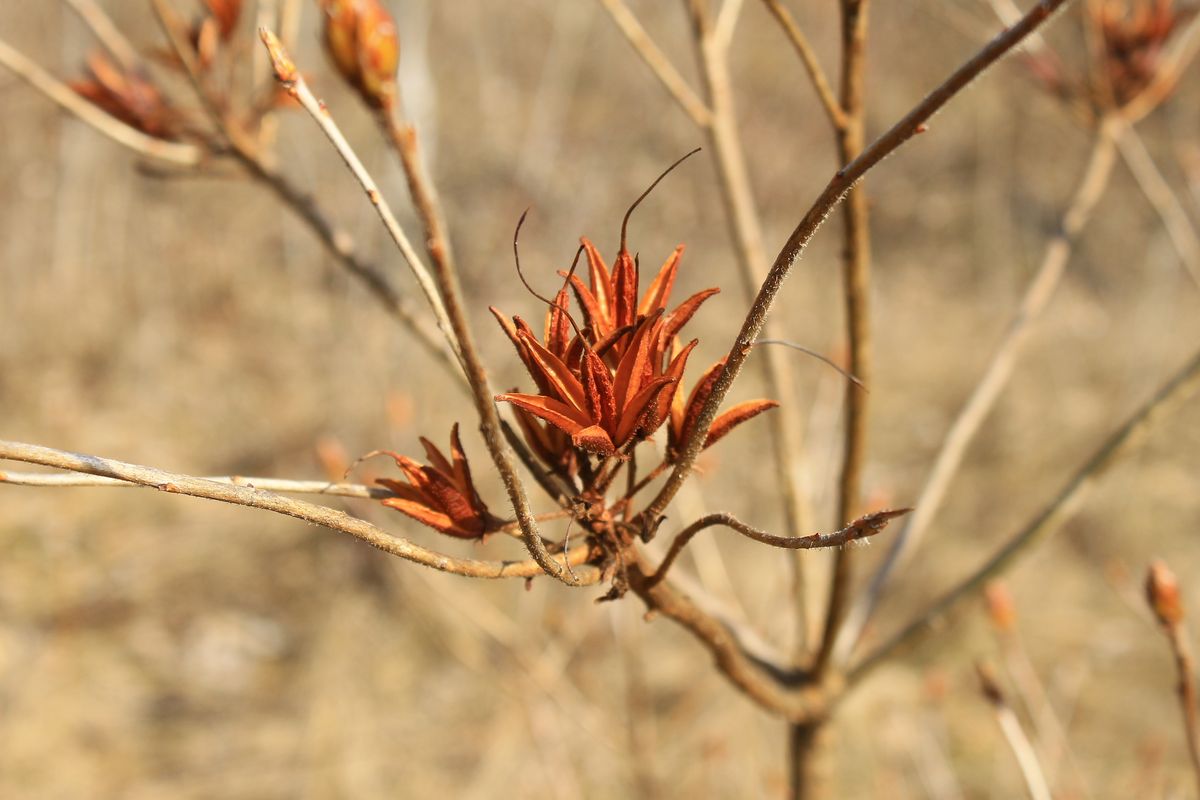 Изображение особи Rhododendron luteum.