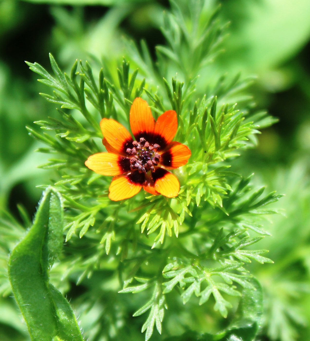 Image of Adonis parviflora specimen.