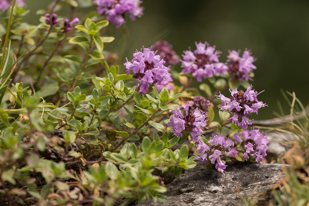 Изображение особи Thymus collinus.