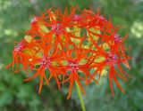 Lychnis wilfordii