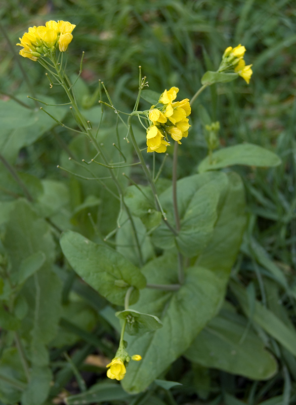 Изображение особи Brassica campestris.