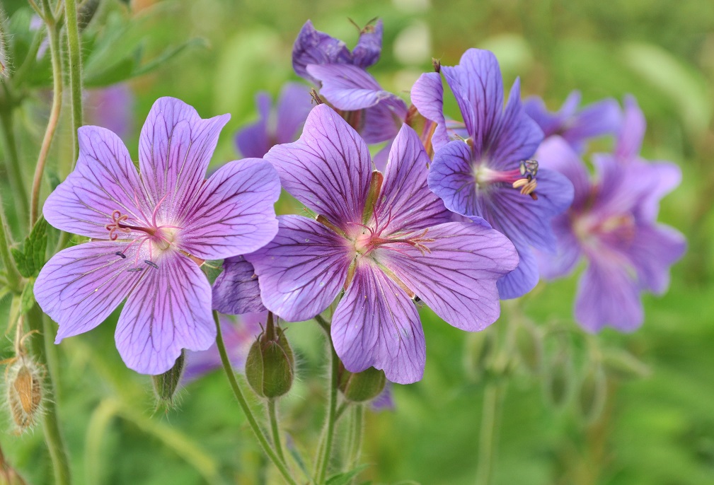 Изображение особи Geranium &times; magnificum.