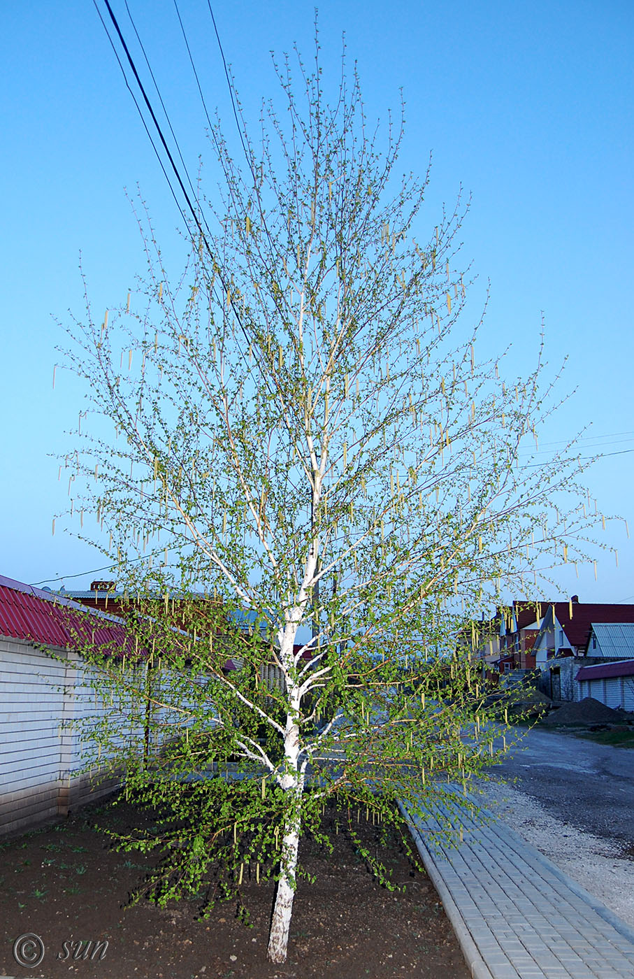 Image of Betula pendula specimen.