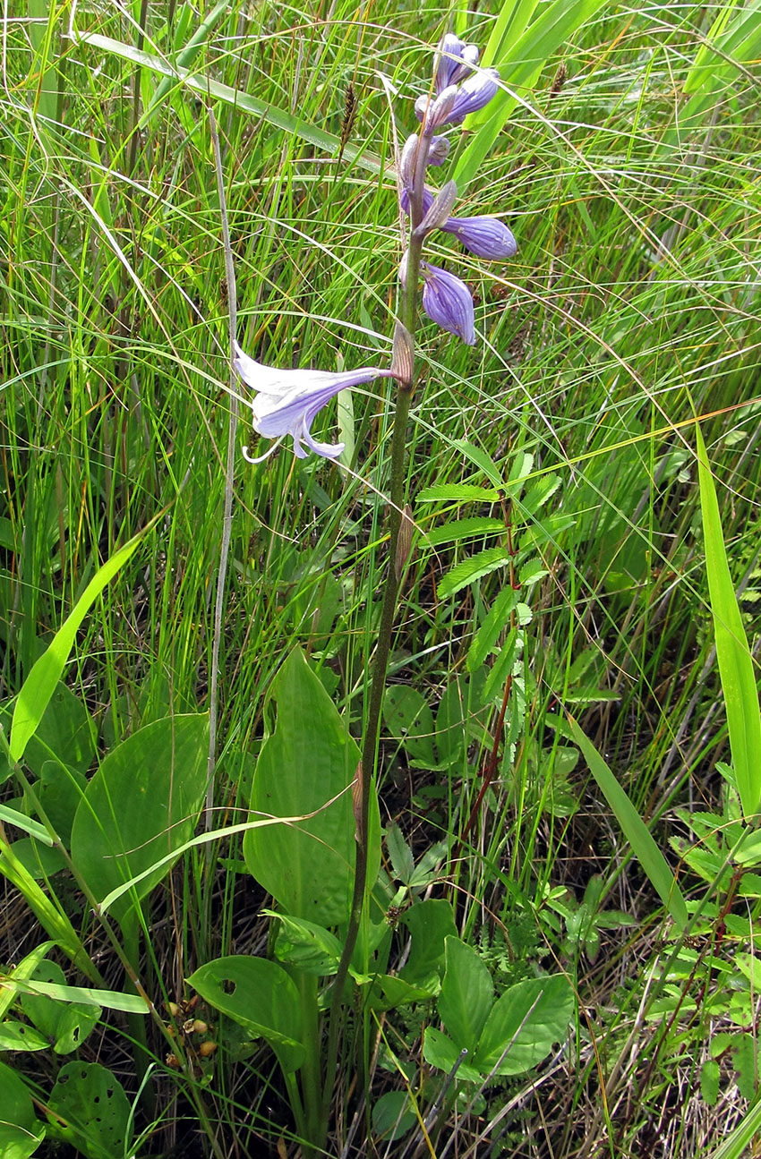 Image of Hosta rectifolia specimen.