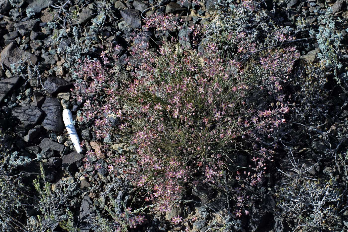 Image of Allium subtilissimum specimen.