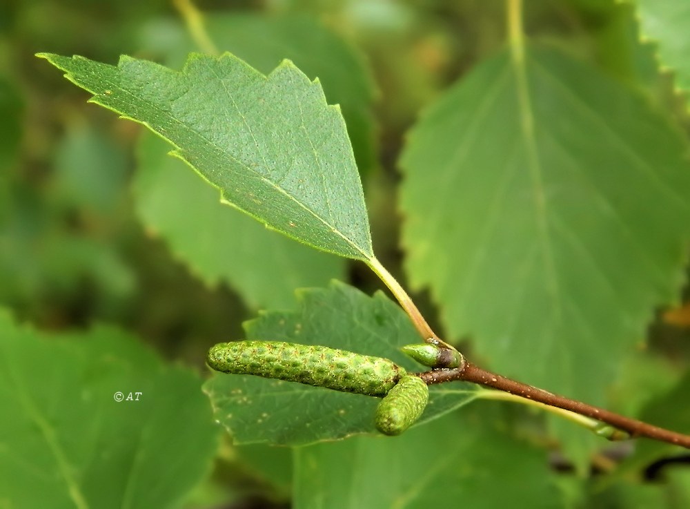 Image of genus Betula specimen.