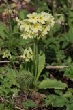 Primula elatior. Цветущее растение. Ленинградская обл., Всеволожский р-н, окр. пос. Куйвози, садоводство, самосев на участке. 30.04.2016.