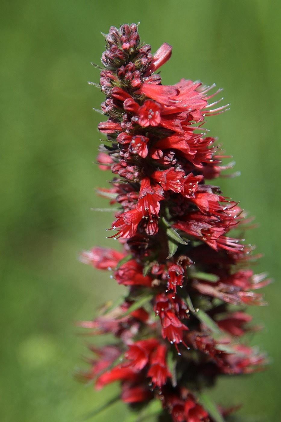 Image of Echium russicum specimen.