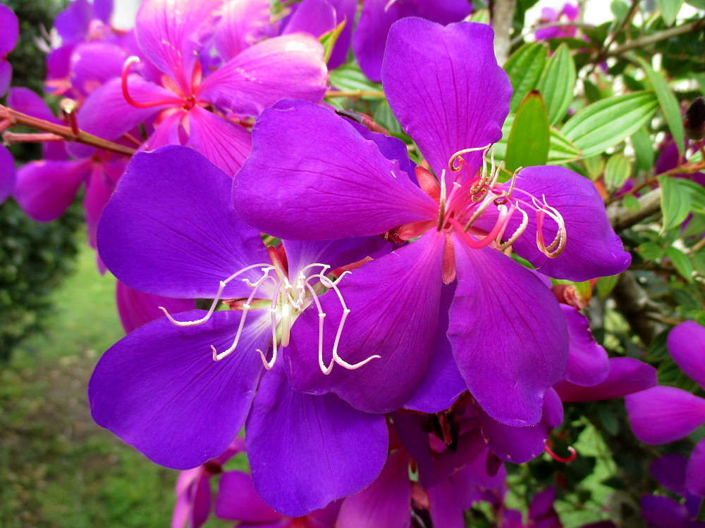 Image of Tibouchina lepidota specimen.