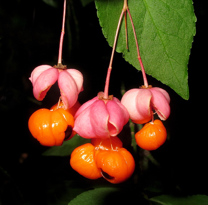 Изображение особи Euonymus verrucosus.