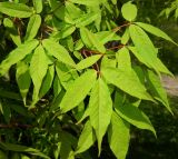 Acer mandshuricum