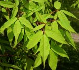 Acer mandshuricum. Молодые листья. Москва, Главный ботанический сад им. Н.В. Цицина. Май 2016 г.