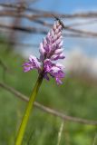 Orchis militaris. Верхушка побега с распускающимся соцветием и сидящим жуком-щелкуном. Ленинградская обл., Гатчинский р-н, окр. пос. Пудость, луг в старом травертиновом карьере. 22.05.2016.