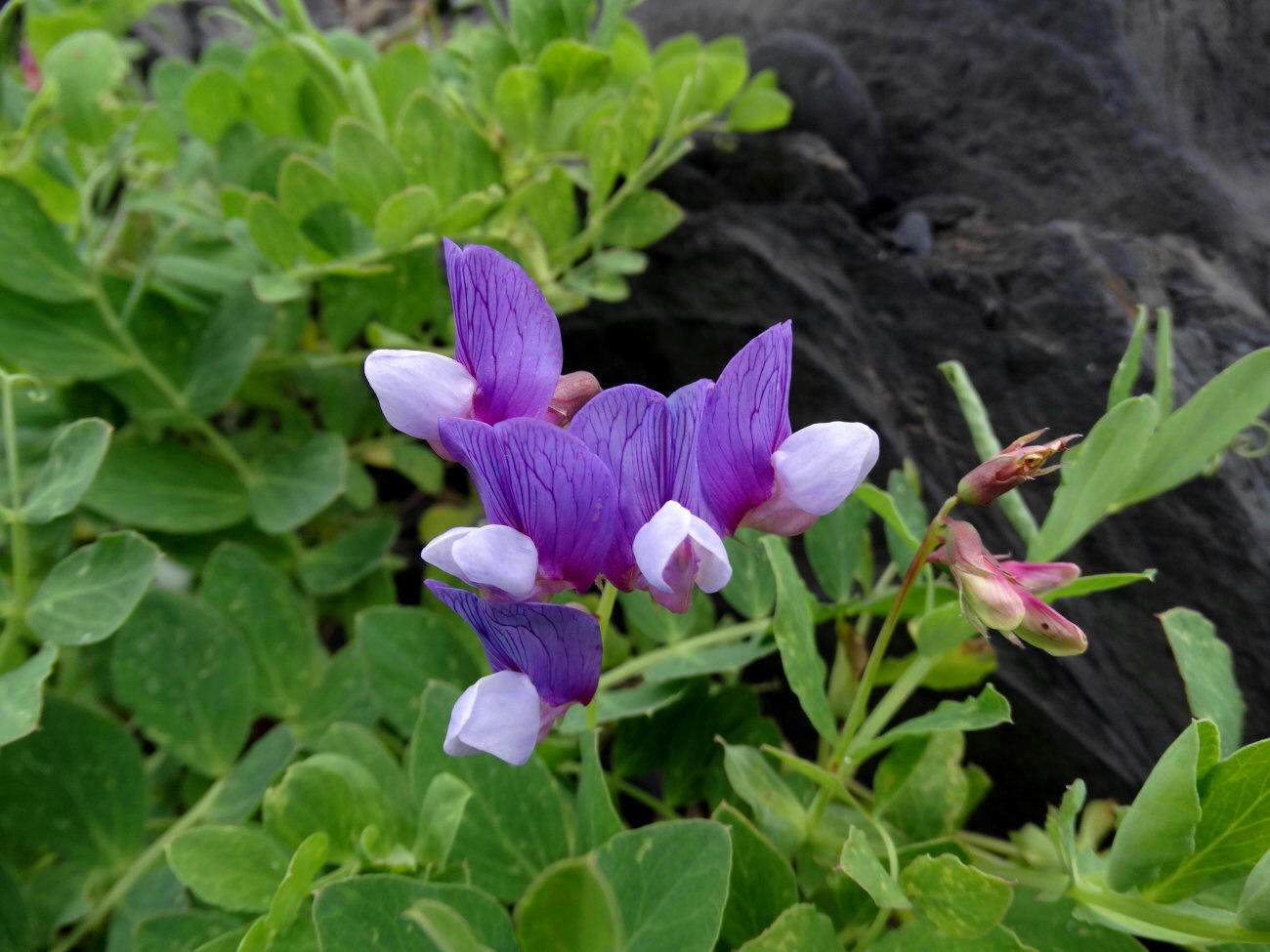 Image of Lathyrus japonicus specimen.