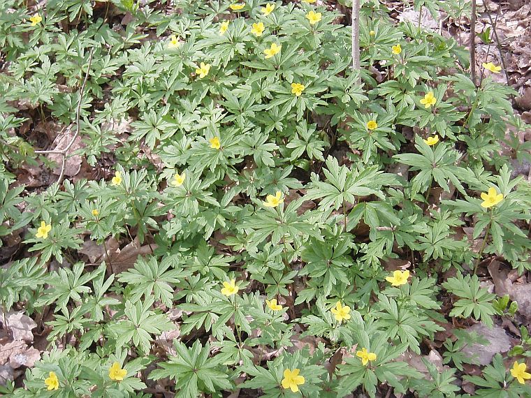 Image of Anemone ranunculoides specimen.