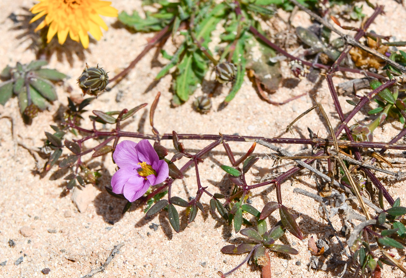 Image of Fagonia cretica specimen.