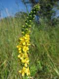 Agrimonia eupatoria