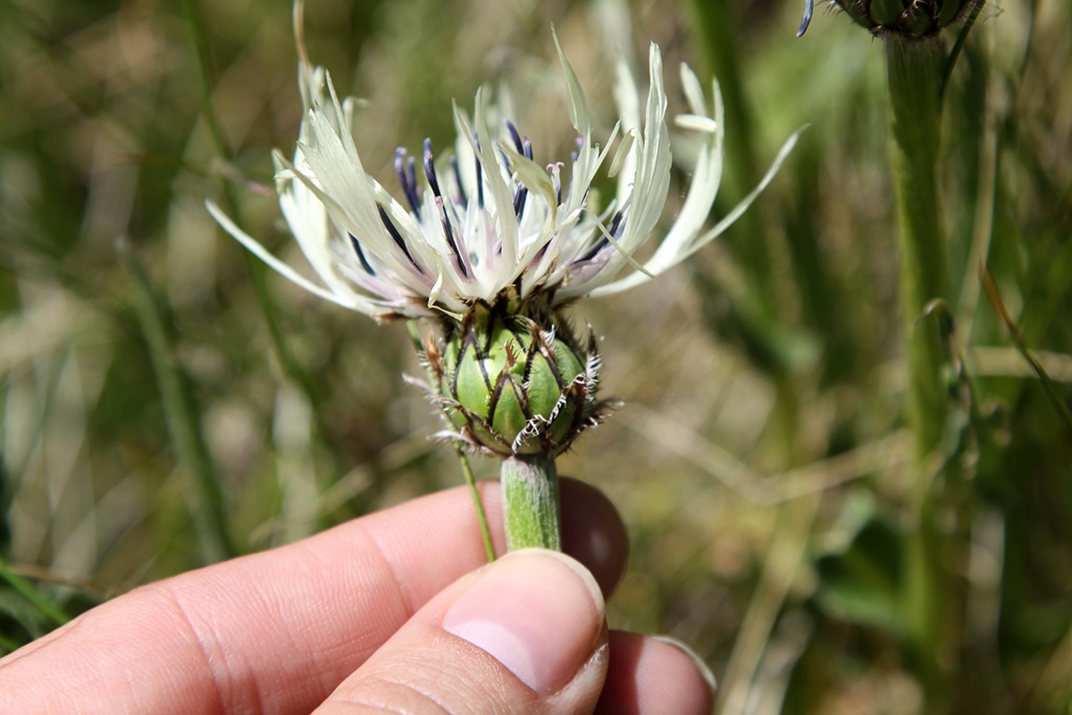 Изображение особи Centaurea cheiranthifolia.