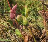 Crepis pannonica