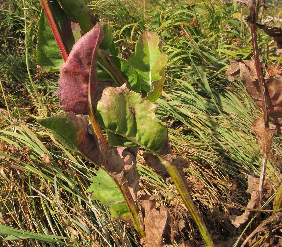 Image of Crepis pannonica specimen.