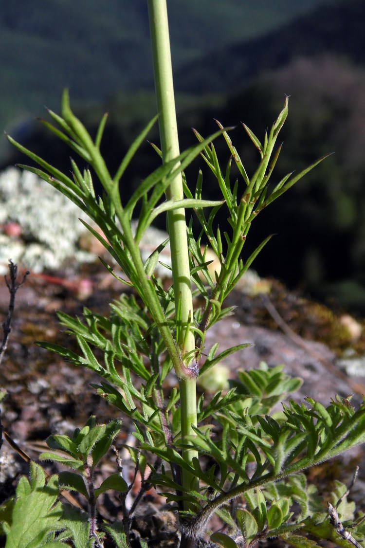 Image of Scabiosa bipinnata specimen.
