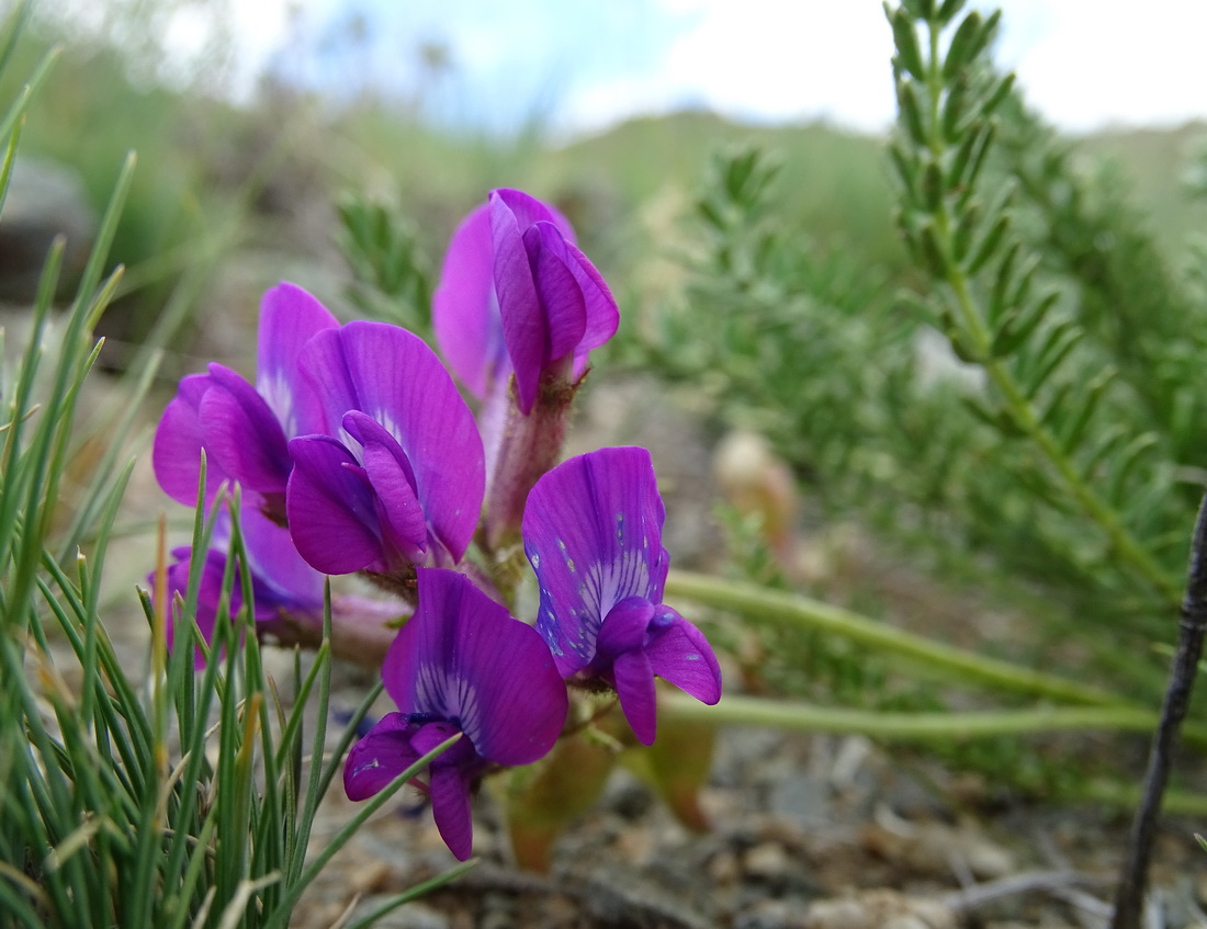 Изображение особи Oxytropis trichophysa.