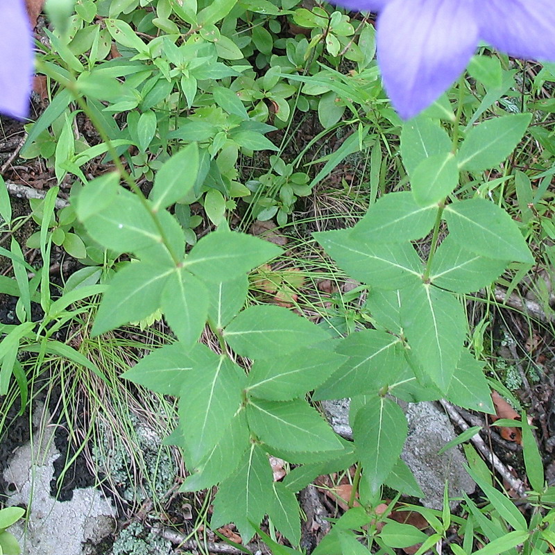 Image of Platycodon grandiflorus specimen.