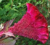 Celosia cristata. Соцветие (вид сбоку). Узбекистан, г. Ташкент, Ботанический сад им. Ф.Н.Русанова. 01.09.2016.