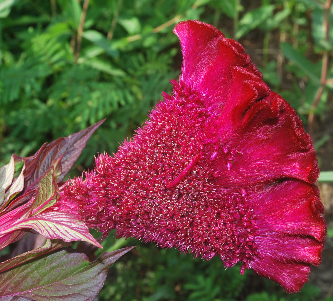 Image of Celosia cristata specimen.