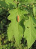 Solanum nigrum подвид schultesii. Лист с гусеницей. Краснодарский край, Абинский р-н, ст-ца Холмская, рудеральное место. 30.08.2016.