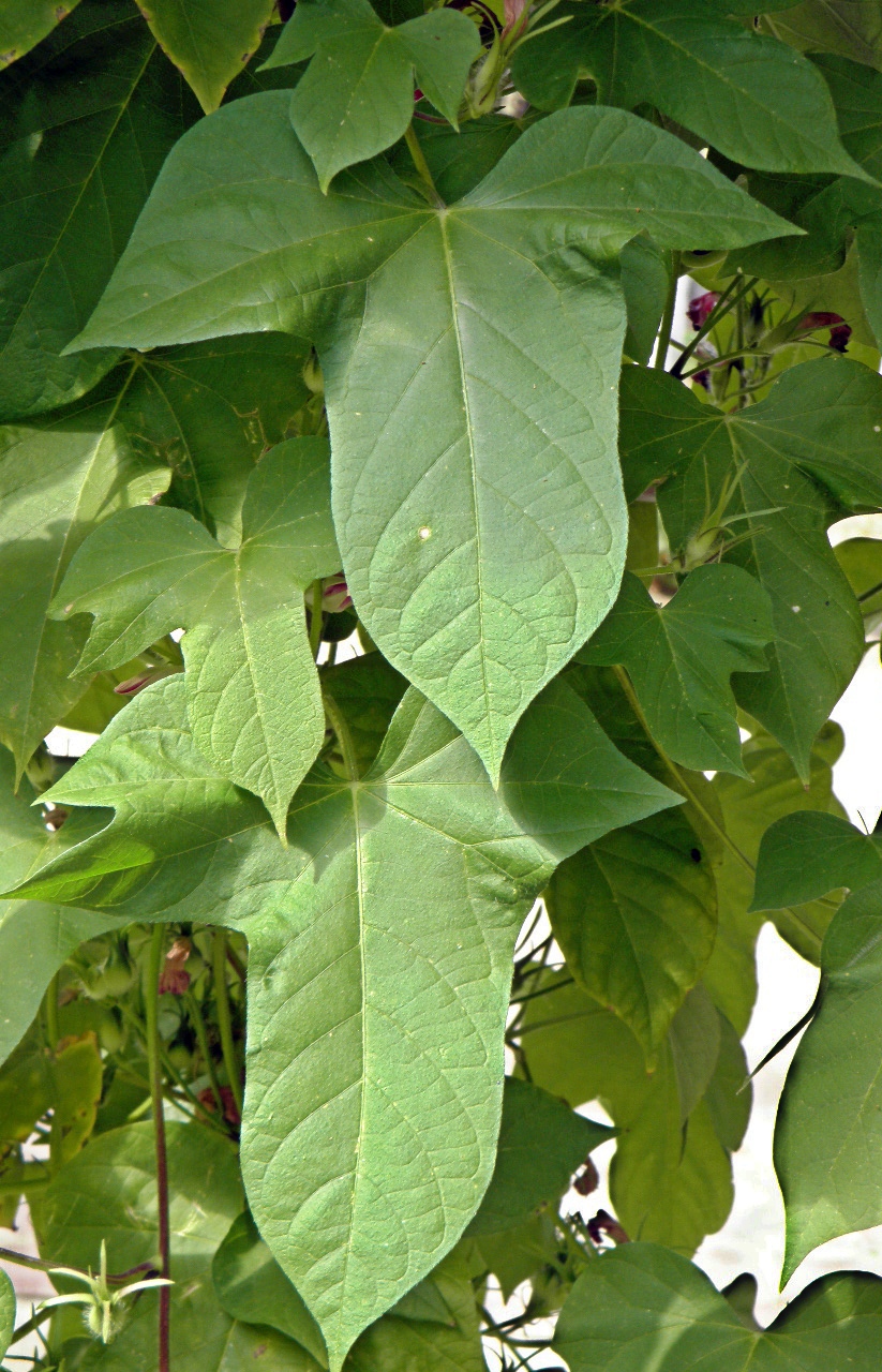 Image of Ipomoea hederacea specimen.