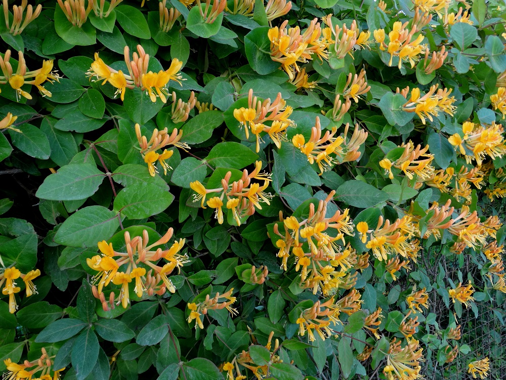 Image of Lonicera × tellmanniana specimen.