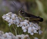 Image of taxon representative. Author is Петр Косачев