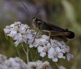 Achillea millefolium