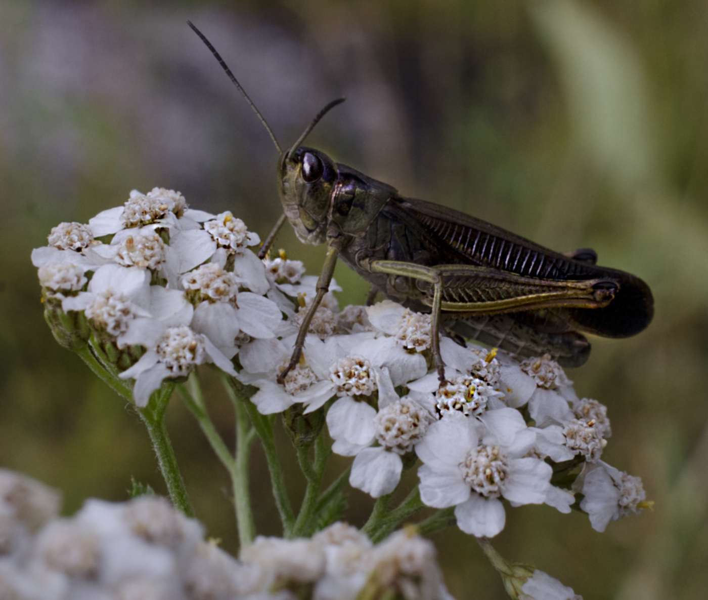 Image of Achillea millefolium specimen.