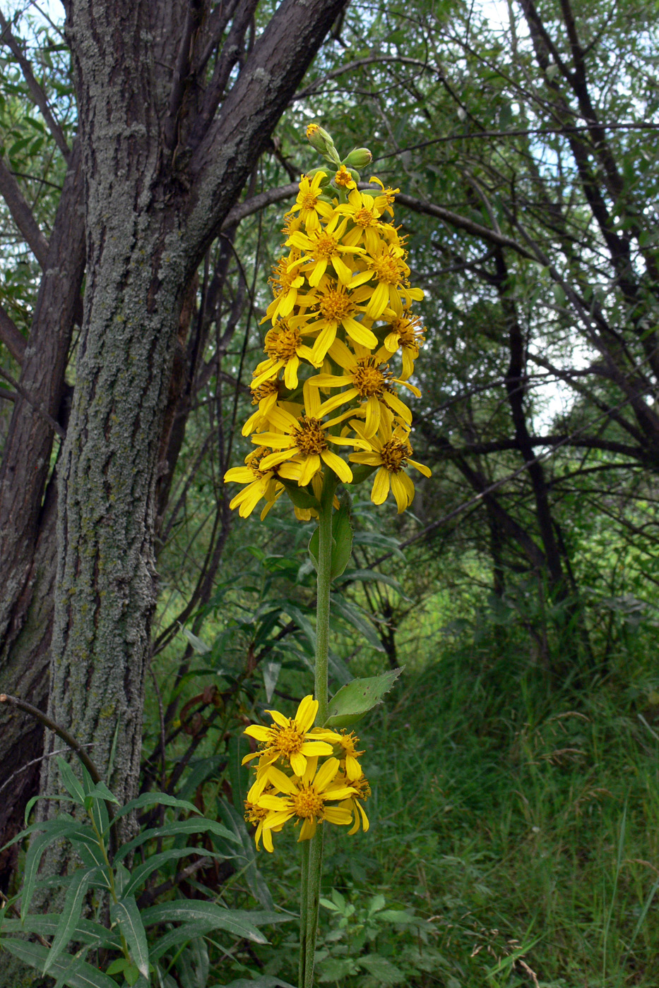 Image of Ligularia fischeri specimen.