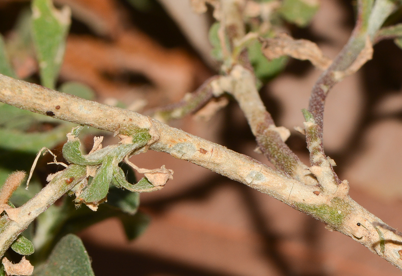 Image of Galenia pubescens specimen.