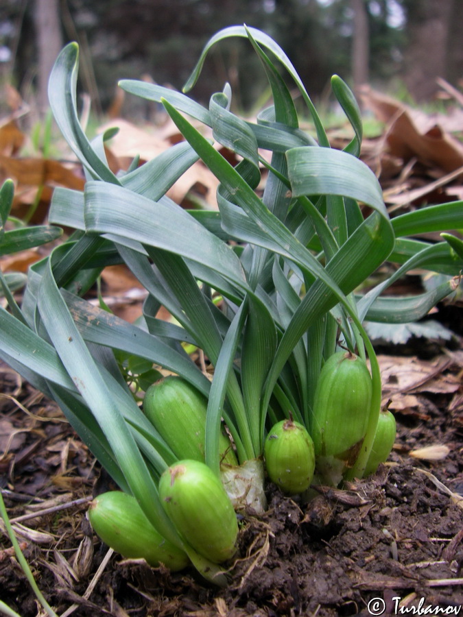 Image of Sternbergia colchiciflora specimen.