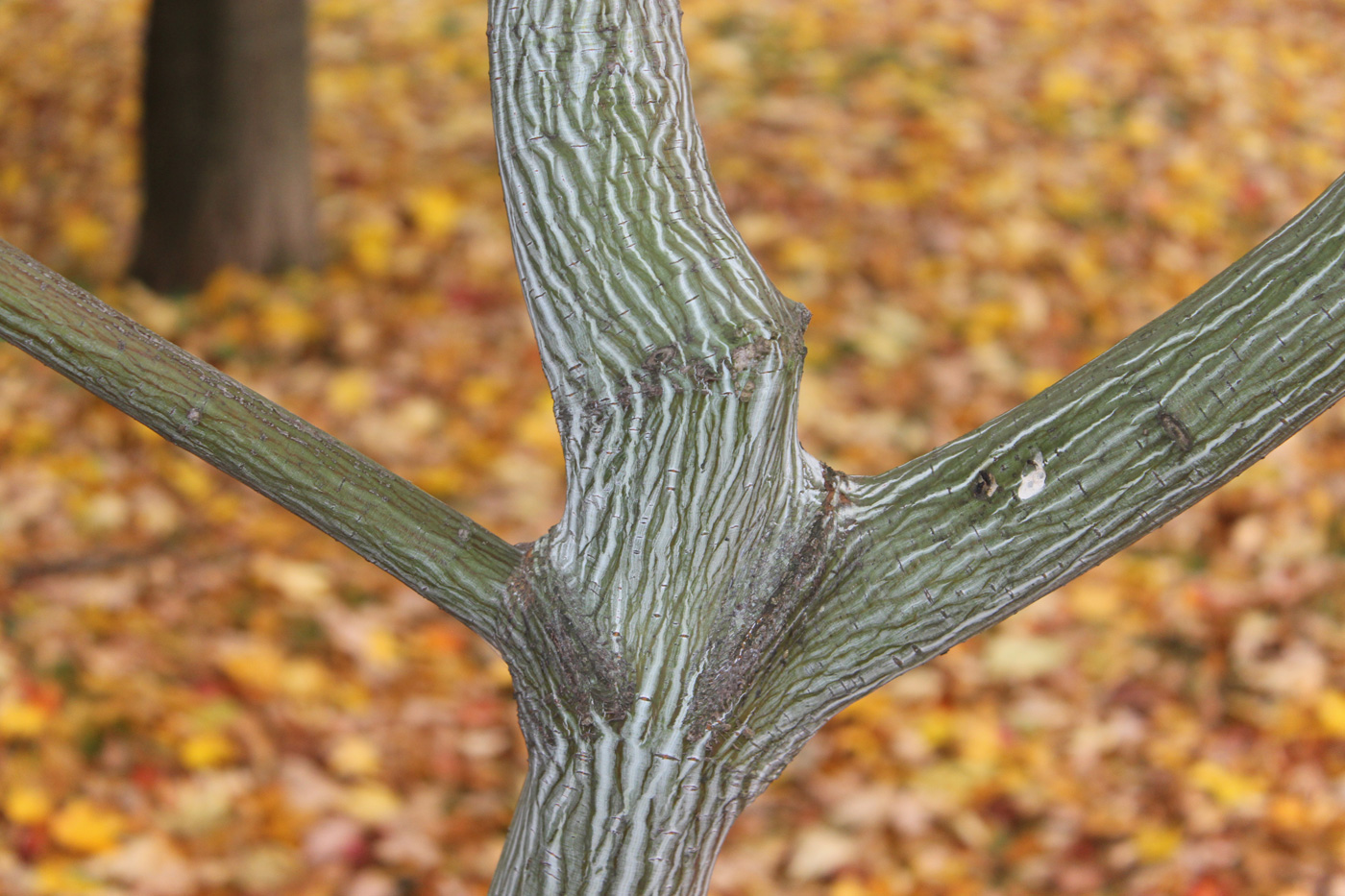 Image of Acer davidii specimen.