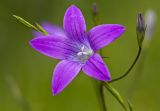 Image of taxon representative. Author is Наталия Панкова