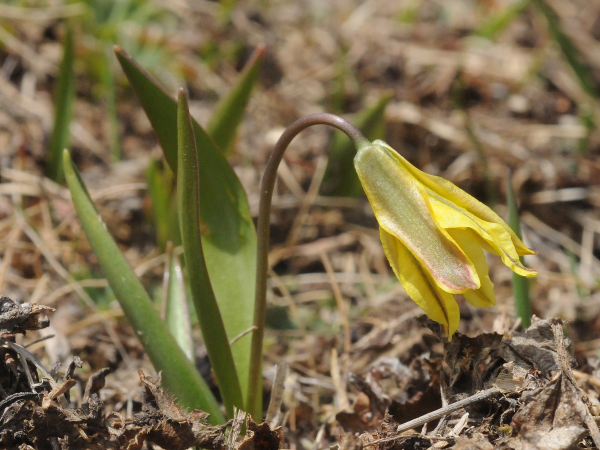 Изображение особи Tulipa heterophylla.