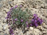 Astragalus dshangartensis