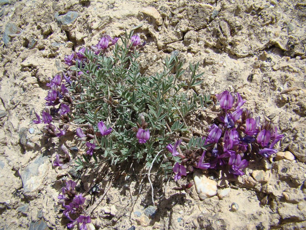 Image of Astragalus dshangartensis specimen.