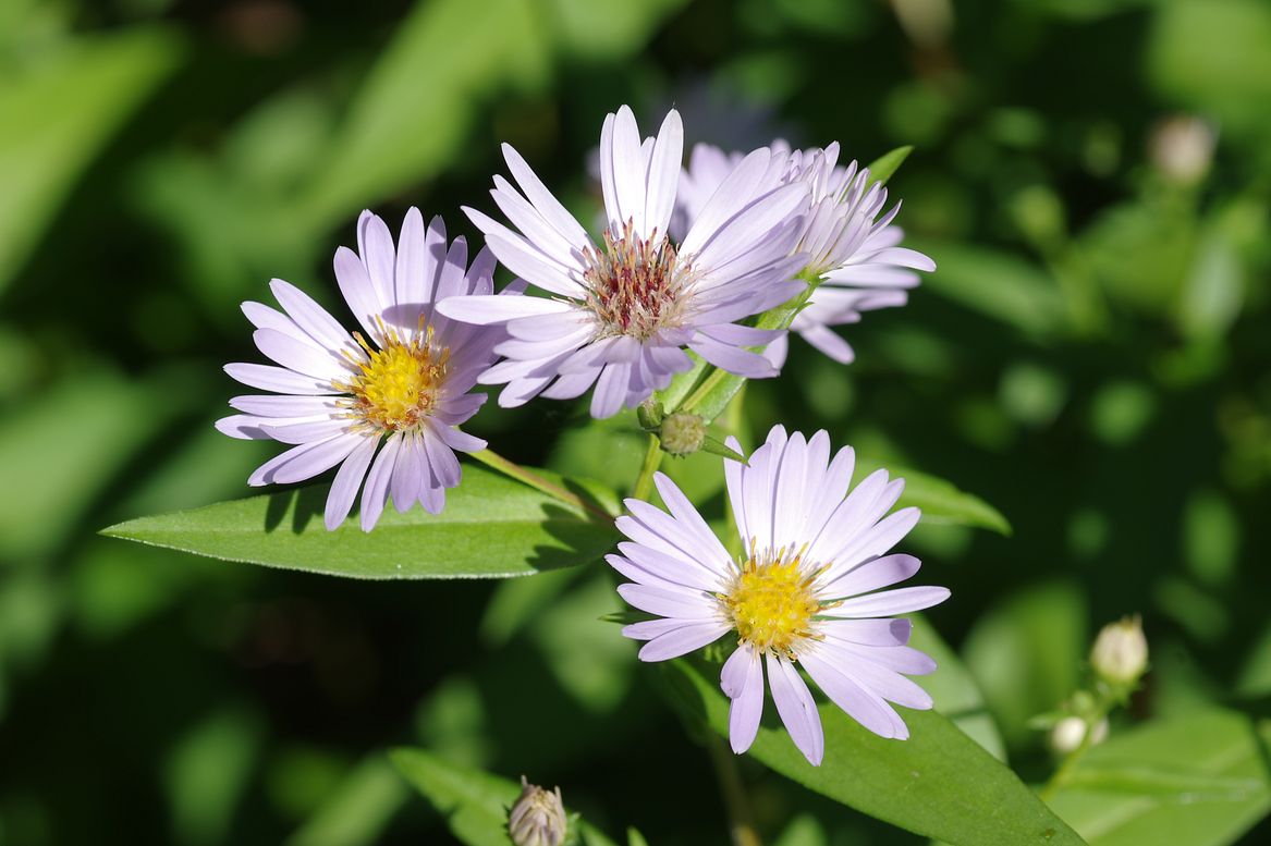 Изображение особи Symphyotrichum &times; salignum.