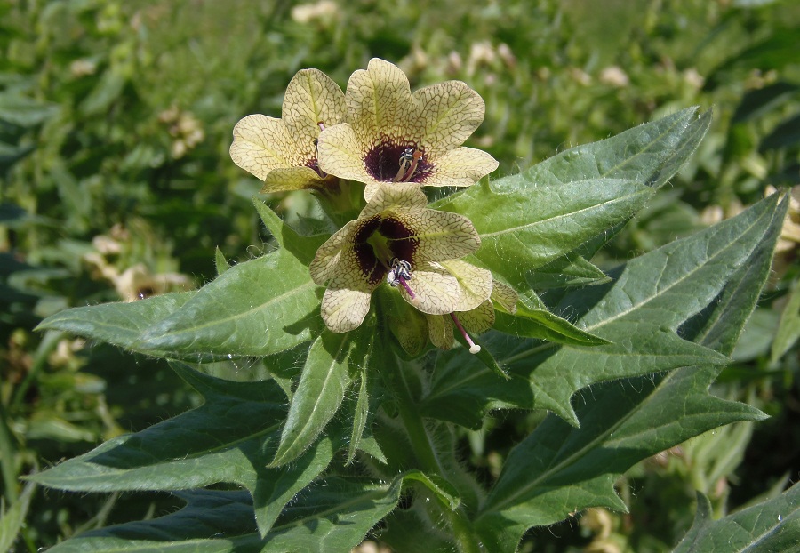 Изображение особи Hyoscyamus niger.