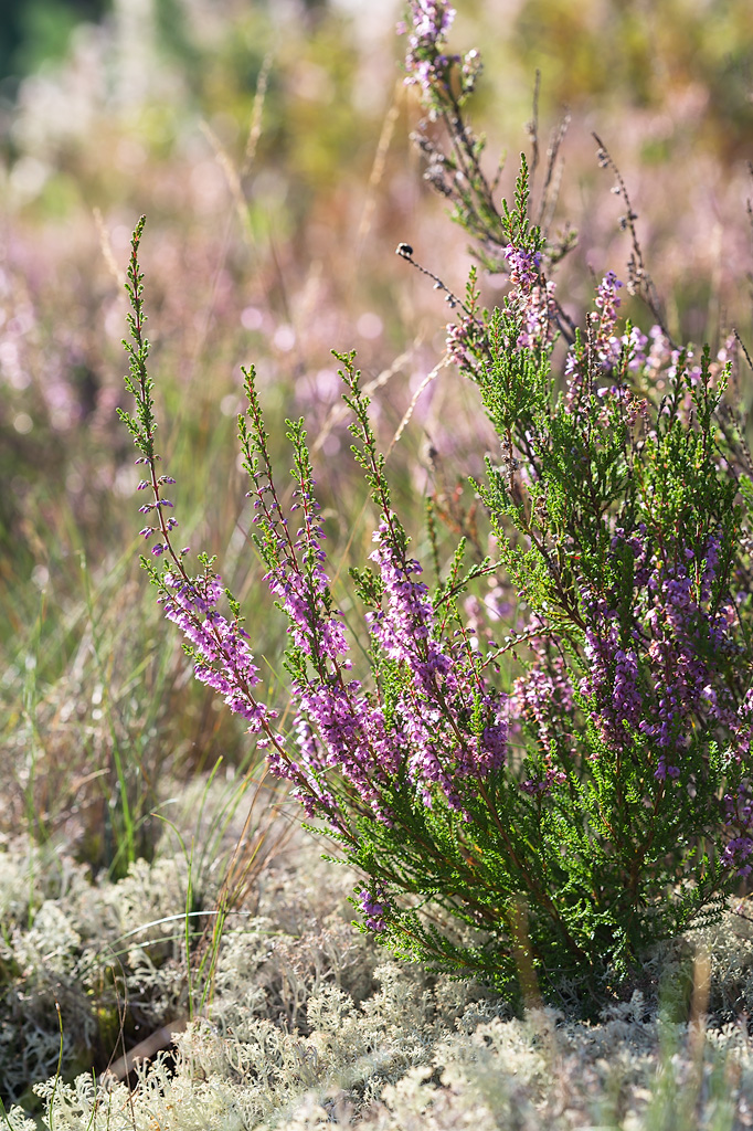 Image of Calluna vulgaris specimen.