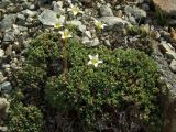 Minuartia tricostata