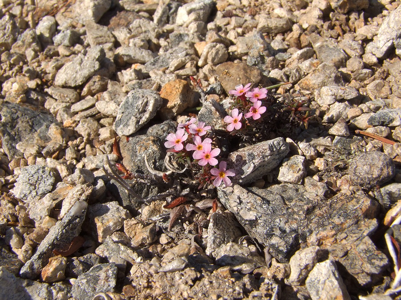 Изображение особи Douglasia ochotensis.